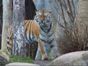 Un zoo sacrificó a tres cachorros de tigre abandonados por su madre