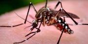 Pando reporta 272 casos acumulados de dengue y lamentan falta de acción de la población en la prevención