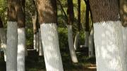 Para qué sirve pintar los troncos de los árboles de blanco