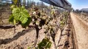 El seguro contra heladas y granizo abrió la inscripción con una buena y una mala para los productores