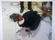 Trasladan a Potosí a un cóndor lastimado desde Tupiza