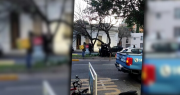 Video: un joven se subió a un árbol en pleno centro de La Plata y agredió con ramas a la gente que pasaba