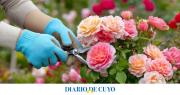 Cuándo recomiendan podar la rosa para que florezca más