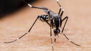 Pando reporta 272 casos acumulados de dengue y lamentan falta de acción de la población en la prevención