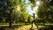 Pegarle al árbol limonero para obtener frutos: un mito famoso pero completamente desaconsejado