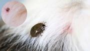 Por qué no se deben arrancar las garrapatas de tu mascota con la mano y cuáles son los riesgos al hacerlo
