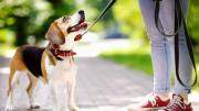 La UBA enseña cómo ser paseador de perros de forma profesional
