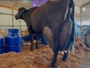 La vaca que batió récords: produjo 343 litros de leche en 3 días