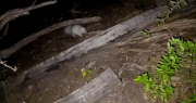 Un misterioso zorrino albino sorprende en San Juan y hace historia: es el único visto en el país