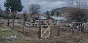Sospechosa compra de caballos terminó con multas en Neuquén: los frenaron camino a Cutral Co
