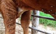 Entre Ríos: productores refuerzan el control contra la garrapata bovina