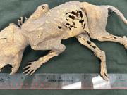 Un misterioso “Chupacabras” que fue hallado en una universidad de Estados Unidos desconcierta a los científicos