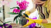 Mejor que el café: el abono casero que necesitan tus orquídeas para mantenerse vigorosas los 365 días del año