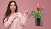 Asuntos de plantas: te explico cómo estimular el crecimiento de la bromelia en el hogar