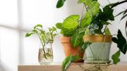 Las 3 plantas más resistentes para sembrar tanto en tierra como en agua, según expertos en jardinería