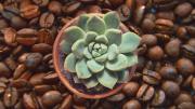 Cómo acelerar el crecimiento de las plantas con un poco de café