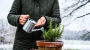 Cuántas veces por semana hay que regar la planta de romero en invierno para no dañarla