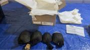 New York: un hombre fue detenido por intentar enviar 850 tortugas a Hong Kong