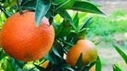Trucos para utilizar cáscaras de naranja en el microondas: perfume, repelente y cuidado de la salud