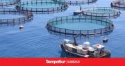 Proyectan más de 4 mil empleos con el desarrollo acuícola en Tierra del Fuego