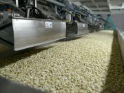 Argentina lidera el mercado mundial de maní: el sector, que se concentra en Córdoba, exporta por más de US$ 1.000 millones por año