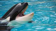 CONMOCIÓN: es FALSO el ataque de una ORCA a su entrenadora que se viralizó en redes del mundo