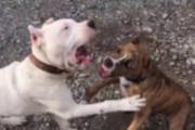 Grave: una perra de raza dogo le amputó un dedo a un vecino