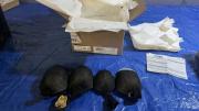 Un traficante chino ocultó 850 tortugas vivas en cajas etiquetadas como juguetes y envueltas en medias