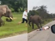 Intentó tomarse una foto y terminó desnudo: un elefante atacó a un turista en una reserva natural