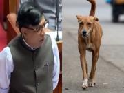 Un político indio reveló que para proteger a los pobres mataron a 2.800 perros y los enterraron en campos de café