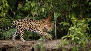 Formosa: la Justicia condenó a dos años de prisión a los cazadores furtivos del yaguareté