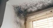 No es lavandina: el truco para quitar el moho y las manchas de humedad de la pared al instante