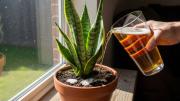 Pocos lo saben: qué sucede al mojar el sustrato de la sansevieria o lengua de suegra con un chorrito de cerveza