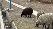 Animales sueltos: hallaron 5 ovejas sueltas en la calle y hubo un operativo para evitar accidentes