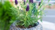 Mejor que la lavanda: la planta robusta que florece los 365 días del año y exige pocos cuidados de jardinería