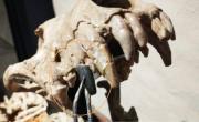 Hallan restos de un perro de hace 200.000 años