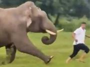 Un hombre molestó a un elefante, este lo corrió y le dio una lección