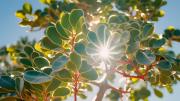 Cómo cuidar un árbol de jade según los jardineros