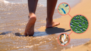 Amenaza en las playas de este estado en EE.UU: la bacteria come carne aterra a sus habitantes y turistas