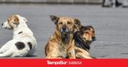 Celeste Rain denunció más de 40 casos de envenenamiento canino y pidió colaboración ciudadana