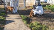 Avances en castraciones y lucha contra el maltrato animal