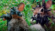 Alerta por un nuevo virus que afecta a los conejos: extraños tentáculos y cuernos en sus cabezas