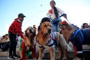 'Patitas del Bicentenario', un festejo adelantado por el Día de San Roque