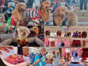 Peludos con orgullo patrio: En Miraflores se celebró a Bolivia entre ladridos, trajes típicos y segundas oportunidades