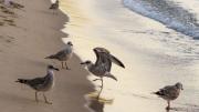 Gaviotas occidentales de California en peligro: detectan enfermedad que provoca parálisis