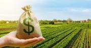 Ni soja, ni maíz: el cultivo que bate récords y le traerá a la Argentina un aluvión de dólares
