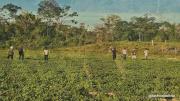 Gobierno destinará más de Bs 652,3 millones para producir soya, maíz y arroz y fortalecer la Marcha al Norte