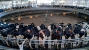 La producción nacional de leche creció 12%