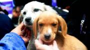 En el Día de San Roque, impulsan la adopción de 22 mascotas