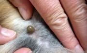Cuidado: esta planta atrae garrapatas y pone en riesgo a tu mascota